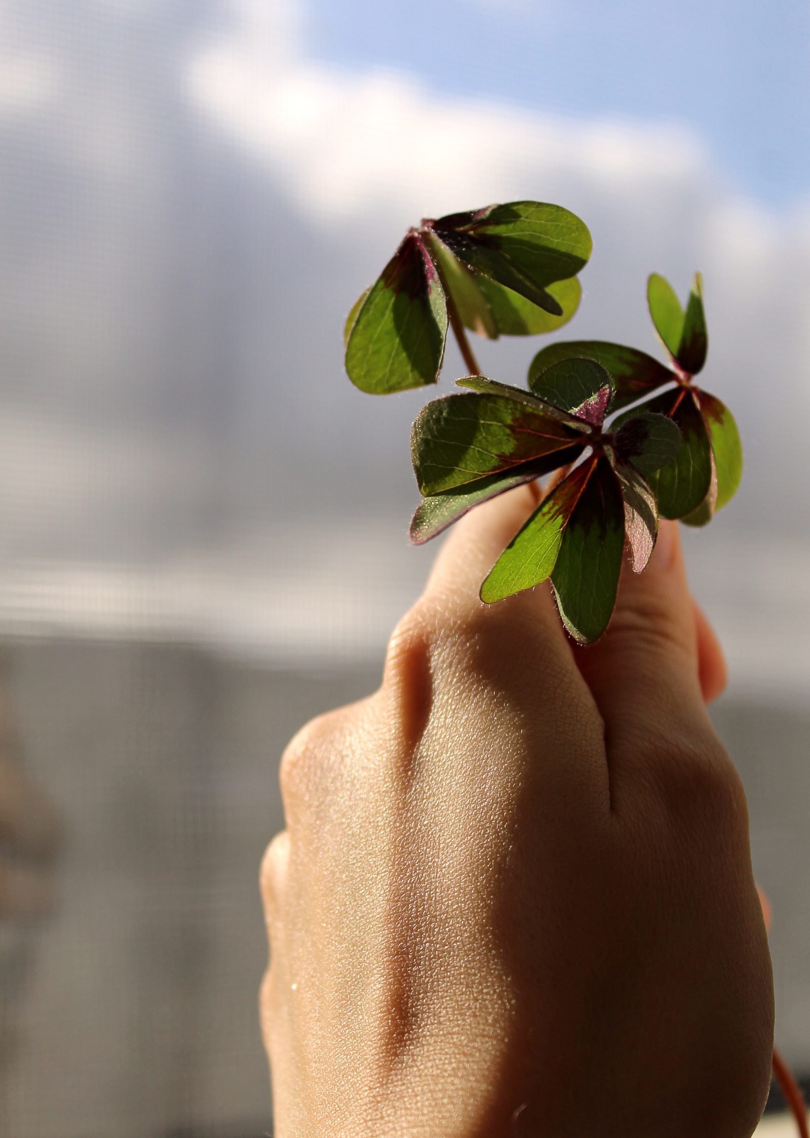 St. Patrick's Day clover