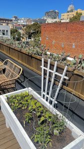 white planter box with varying vegetable sprouts on apartment rooftop