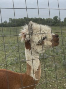 an alpaca behind a fence